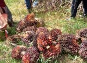 Polsek Kuantan Mudik Mengungkap Kasus Pencurian Buah Kelapa Sawit