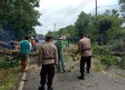 Cekatan, Polsek Gunung Kijang Polres Bintan Singkirkan Pohon Tumbang Yang Menghalangi Lalulintas Jalan Raya
