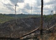 Dugaan Jual Beli Hutan Desa Pemandang Rohul, Ketua APTMR : Segera Kami Laporkan ke APH