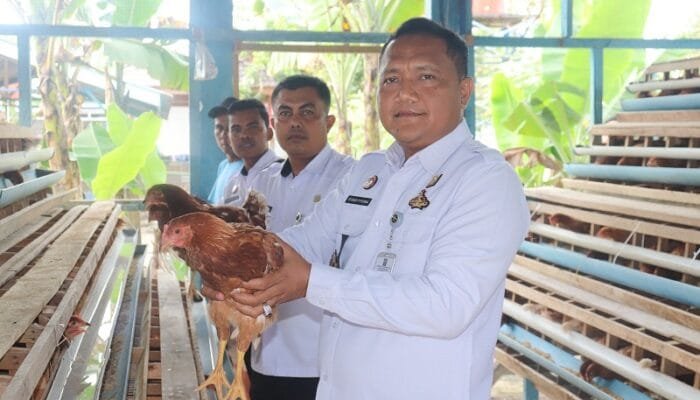Ternak Ayam Petelur Lapas Pasir Pengaraian : Meningkatkan Kesejahteraan Warga Binaan