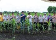 Kapolda Riau Tinjau Dua Lahan Ketahanan Pangan, Dorong Implementasi Program Prioritas Presiden