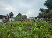 Panen Hasil Ketahanan Pangan, Jadikan Lapas Pasir Pengaraian Semakin Produktif