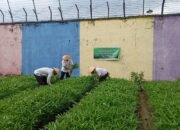 Panen Sayur Kangkung, Bukti Nyata Lapas Pekanbaru Terus Dukung Program Ketahanan Pangan