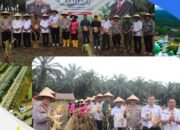 Dukung Ketahanan Pangan Nasional, Lapas Pasir Pengaraian Ikuti Panen Raya Jagung Serentak Tahap I