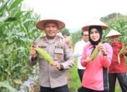 Panen Raya Jagung Serentak Tahap I Polres Siak: Dukungan Nyata untuk Ketahanan Pangan