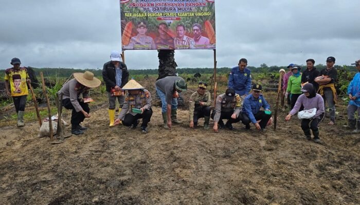 Dukung Ketahanan Pangan, Polsek Pangean dan PT Gatipura Mulya Tanam Jagung di Sungai Langsat