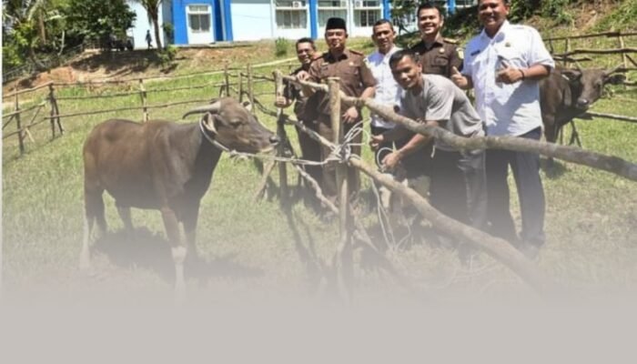 Kepala Kejari Rohul Serahkan Hewan Kurban ke Islamic Center: Wujud Kepedulian dan Sinergi di Hari Raya Idul Adha