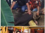 Rayakan Idul Adha, Pemuda Pancasila Siak Sembelih Dua Sapi untuk Warga