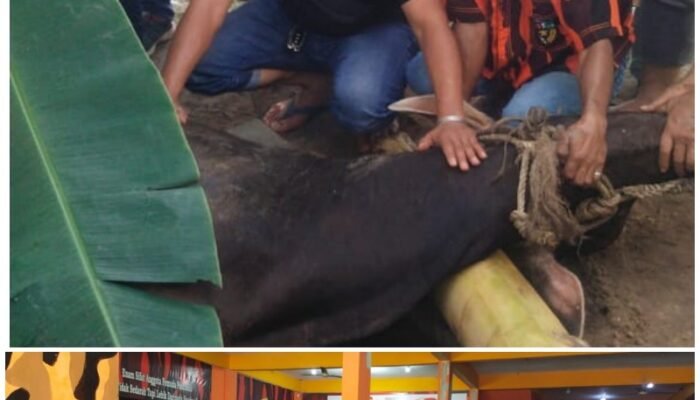 Rayakan Idul Adha, Pemuda Pancasila Siak Sembelih Dua Sapi untuk Warga