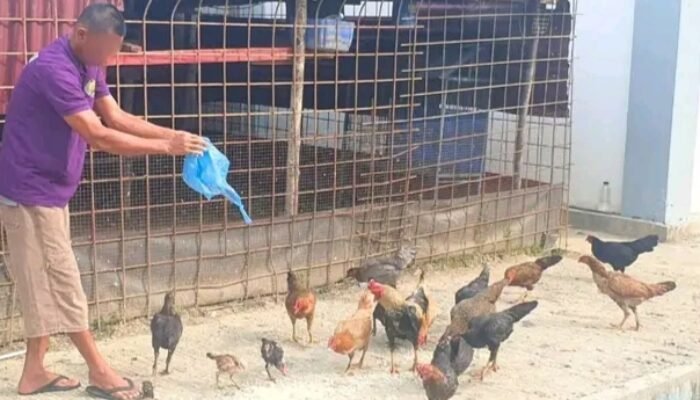 Warga Binaan Lapas Narkotika Rumbai Diberdayakan Lewat Peternakan Ayam Kampung KUB