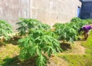 Dukung Ketahanan Pangan, WBP Lapas Narkotika Rumbai Rawat dan Tanam Bibit Sayur