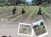 Perkembangan Jagung Program Ketahanan Pangan, Bhabinkamtibmas Turun ke Lahan di Pasir Luhur