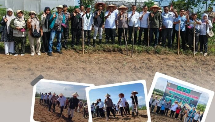 HMI dan BUMDes Gelar Penanaman Jagung Serentak di Desa Suka Maju, Polres dan Pemda Rohul Beri Dukungan Penuh