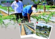 Rawat Lahan Tanaman Jagung, Warga Binaan Lapas Pasir Pengaraian Terus Dukung Ketahanan Pangan