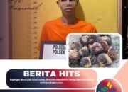 Kepergok Melangsir Sawit Curian, Residivis Diamankan Warga dan Diserahkan ke Polsek Kepenuhan