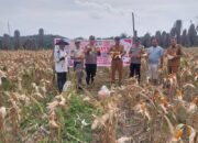 Polsek Kandis Panen Raya Jagung, Wujud Nyata Dukungan Program Presiden di Bidang Ketahanan Pangan