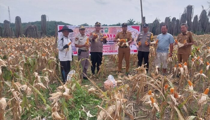 Polsek Kandis Panen Raya Jagung, Wujud Nyata Dukungan Program Presiden di Bidang Ketahanan Pangan