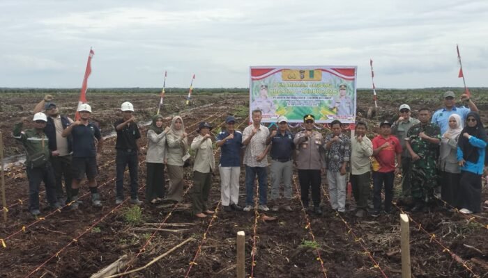 Polsek Tualang Tanam Jagung 5 Hektare, Dukung Program Presiden Wujudkan Swasembada Pangan 2026