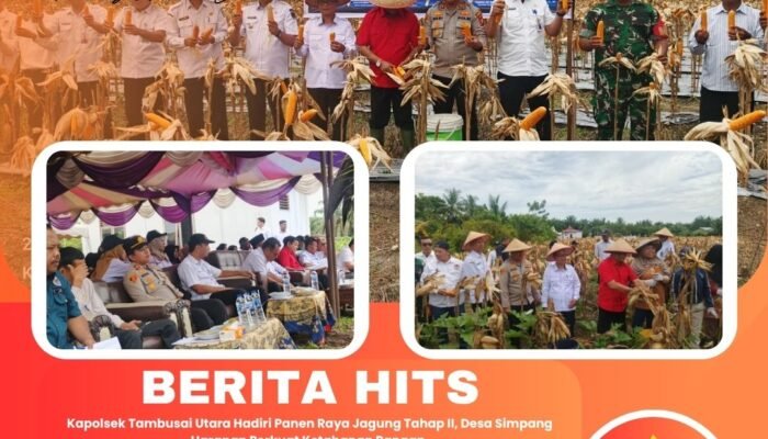 Kapolsek Tambusai Utara Hadiri Panen Raya Jagung Tahap II, Desa Simpang Harapan Perkuat Ketahanan Pangan