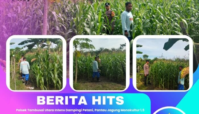 Polsek Tambusai Utara Intens Dampingi Petani, Pantau Jagung Monokultur 1,5 Hektar