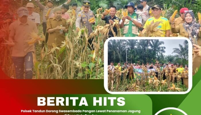 Polsek Tandun Dorong Swasembada Pangan Lewat Penanaman Jagung di Desa Koto Tandun