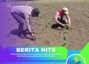 Polsek Tambusai Utara Perkuat Ketahanan Pangan Nasional, Pantau Pertumbuhan Jagung Hibrida di Desa Mahato Sakti