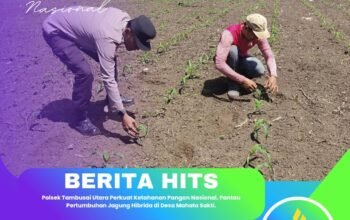 Polsek Tambusai Utara Perkuat Ketahanan Pangan Nasional, Pantau Pertumbuhan Jagung Hibrida di Desa Mahato Sakti