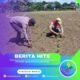 Polsek Tambusai Utara Perkuat Ketahanan Pangan Nasional, Pantau Pertumbuhan Jagung Hibrida di Desa Mahato Sakti