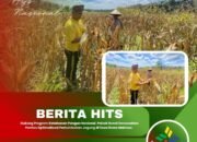 Dukung Program Ketahanan Pangan Nasional, Polsek Bonai Darussalam Pantau Optimalisasi Pertumbuhan Jagung di Desa Rawa Makmur