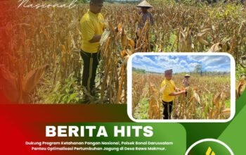 Dukung Program Ketahanan Pangan Nasional, Polsek Bonai Darussalam Pantau Optimalisasi Pertumbuhan Jagung di Desa Rawa Makmur