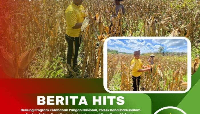 Dukung Program Ketahanan Pangan Nasional, Polsek Bonai Darussalam Pantau Optimalisasi Pertumbuhan Jagung di Desa Rawa Makmur