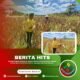 Dukung Program Ketahanan Pangan Nasional, Polsek Bonai Darussalam Pantau Optimalisasi Pertumbuhan Jagung di Desa Rawa Makmur