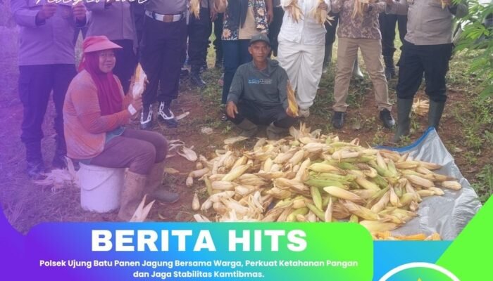 Polsek Ujung Batu Panen Jagung Bersama Warga, Perkuat Ketahanan Pangan dan Jaga Stabilitas Kamtibmas