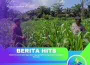 Polsek Tandun Monitoring Lahan Jagung Pipil Dukung Ketahanan Pangan Nasional