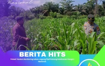 Polsek Tandun Monitoring Lahan Jagung Pipil Dukung Ketahanan Pangan Nasional