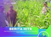 Polsek Tandun Perkuat Swasembada Pangan Lewat Penanaman Jagung, Bukti Nyata Cinta Petani