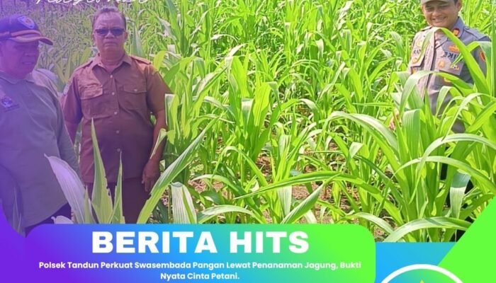 Polsek Tandun Perkuat Swasembada Pangan Lewat Penanaman Jagung, Bukti Nyata Cinta Petani