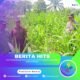 Polsek Tandun Perkuat Swasembada Pangan Lewat Penanaman Jagung, Bukti Nyata Cinta Petani