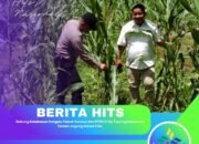 Dukung Ketahanan Pangan, Polsek Tandun dan PTPN IV Sei Tapung Kolaborasi Tanam Jagung Seluas 2 Ha