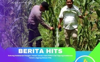Dukung Ketahanan Pangan, Polsek Tandun dan PTPN IV Sei Tapung Kolaborasi Tanam Jagung Seluas 2 Ha