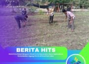 Polisi Cinta Petani Menguat, Polsek Kunto Darussalam Kawal Optimalisasi Pertumbuhan Jagung Hibrida di Desa Pasir Luhur