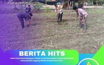 Polisi Cinta Petani Menguat, Polsek Kunto Darussalam Kawal Optimalisasi Pertumbuhan Jagung Hibrida di Desa Pasir Luhur