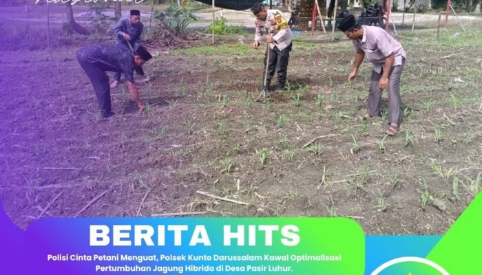 Polisi Cinta Petani Menguat, Polsek Kunto Darussalam Kawal Optimalisasi Pertumbuhan Jagung Hibrida di Desa Pasir Luhur
