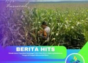 Polsek Kabun Teguhkan Semangat Polisi Cinta Petani, Dukung Ketahanan Pangan di Tengah Masyarakat Desa