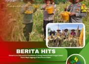 Polsek Kunto Darussalam Komitmen Dukung Swasembada Pangan Lewat Panen Raya Jagung di Desa Muara Dilam