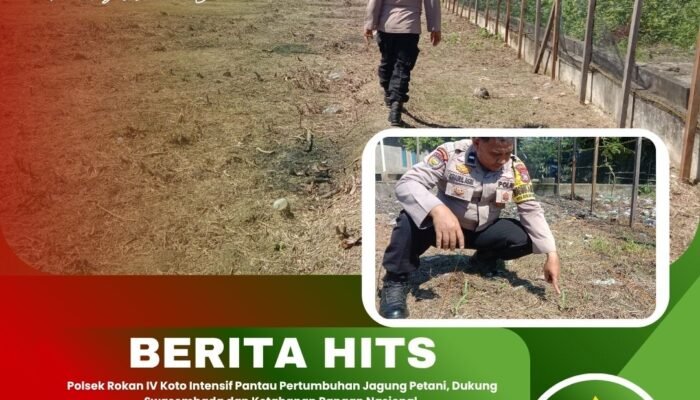 Polsek Rokan IV Koto Intensif Pantau Pertumbuhan Jagung Petani, Dukung Swasembada dan Ketahanan Pangan Nasional