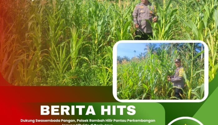 Dukung Swasembada Pangan, Polsek Rambah Hilir Pantau Perkembangan Jagung Hibrida di Pasir Jaya