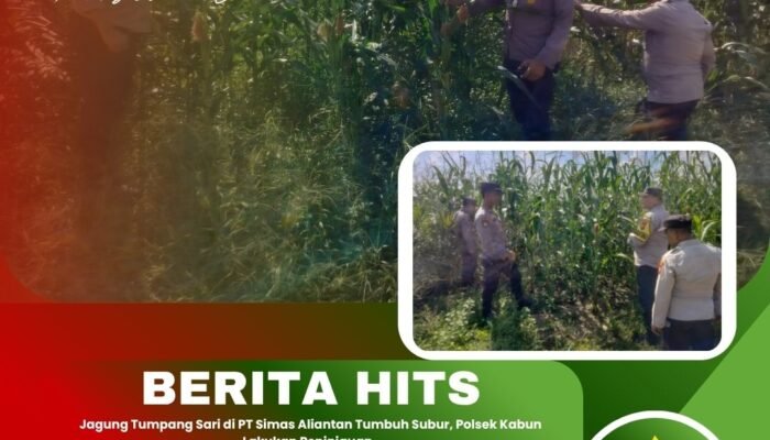 Jagung Tumpang Sari di PT Simas Aliantan Tumbuh Subur, Polsek Kabun Lakukan Peninjauan