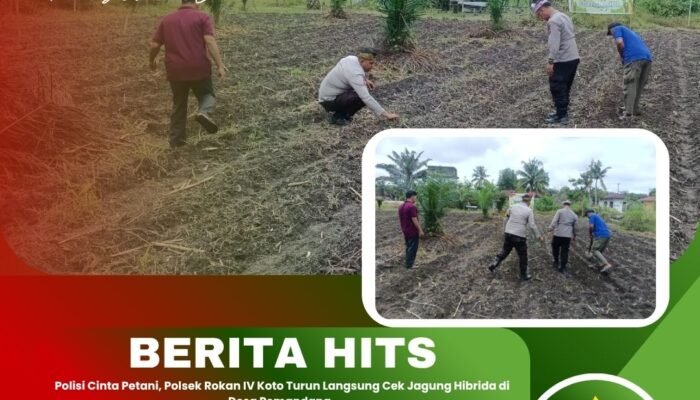 Polisi Cinta Petani, Polsek Kunto Darussalam Turun ke Lahan Jagung Perkuat Ketahanan Pangan Masyarakat