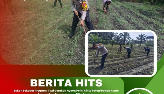 Bukan Sekadar Program, Tapi Gerakan Nyata: Polisi Cinta Petani Polsek Kunto Darussalam Rawat Jagung di Pasir Luhur